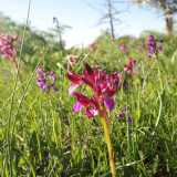 Dopo pochi passi ci ritroviamo immersi in intere porzioni di terra incolta punteggiate da fiori dai colori accesi: sono i grappoli violacei delle Anacamptis morio e i petali rossastri delle Anacamptis papilionacea